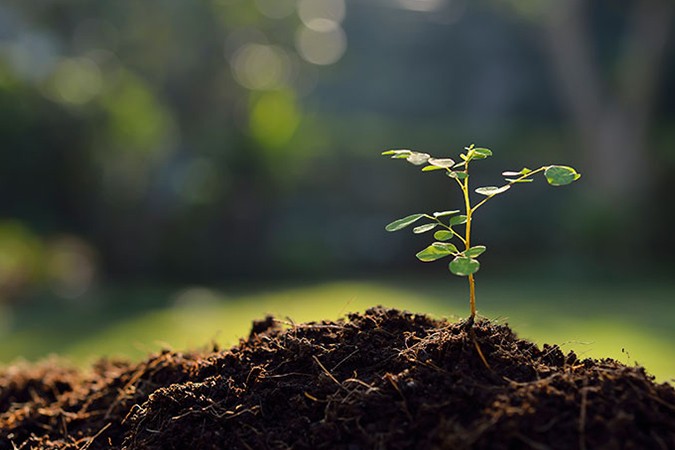 mineral fertilizer definition little plant