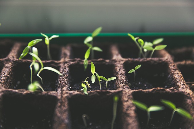 what is mineral fertilizer plants