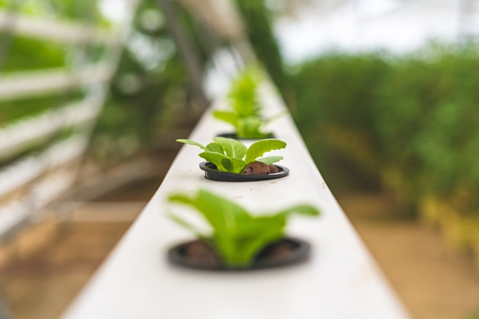 How To Use Nutrients In Hydroponics: Advice - BAC Online