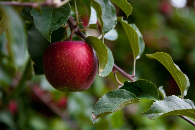 Apple deals tree fertilizer