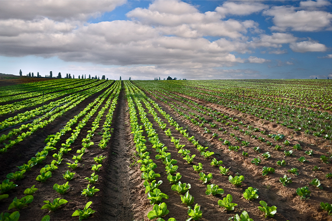 Natural fertilizer store for plants