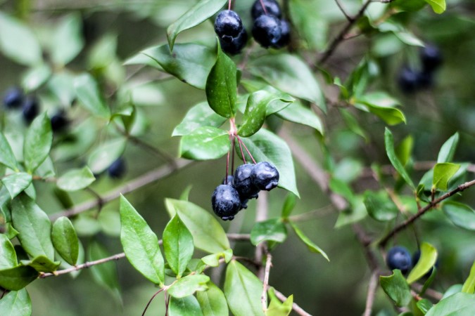 Blueberry Fertilizer To Ensure Your Plants Growth - BAC Online